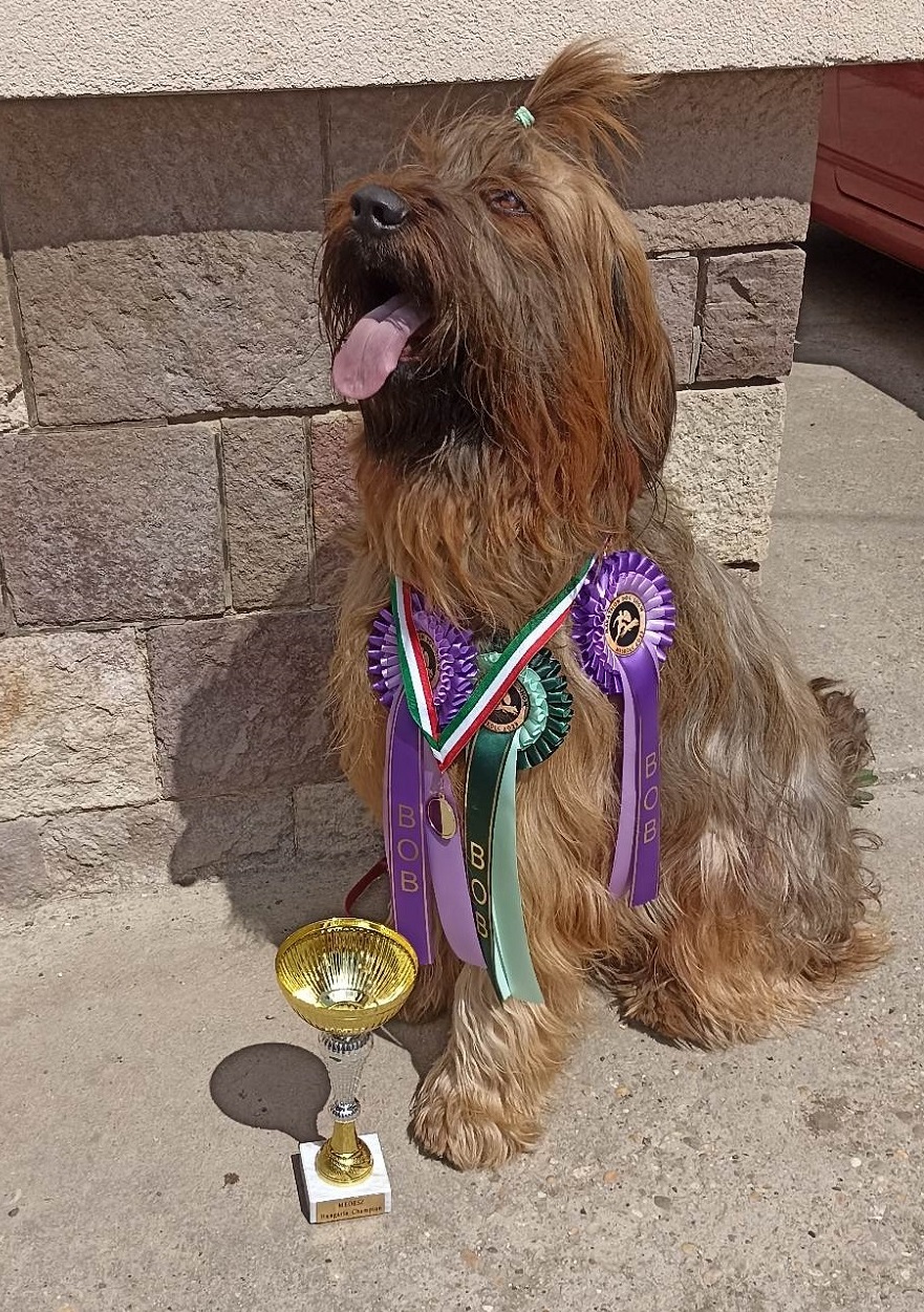 Briard Mátragyöngye-kennel