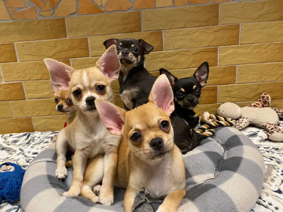 A Chihuahua - apró testbe zárt hatalmas szív. 