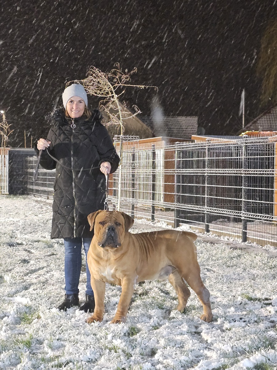 BOERBOEL
