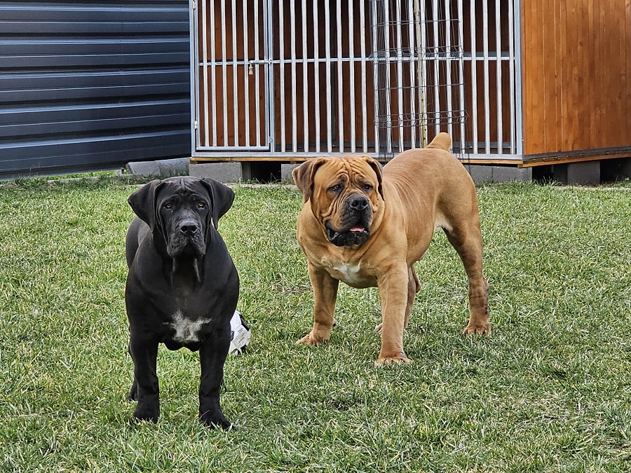 BOERBOEL
