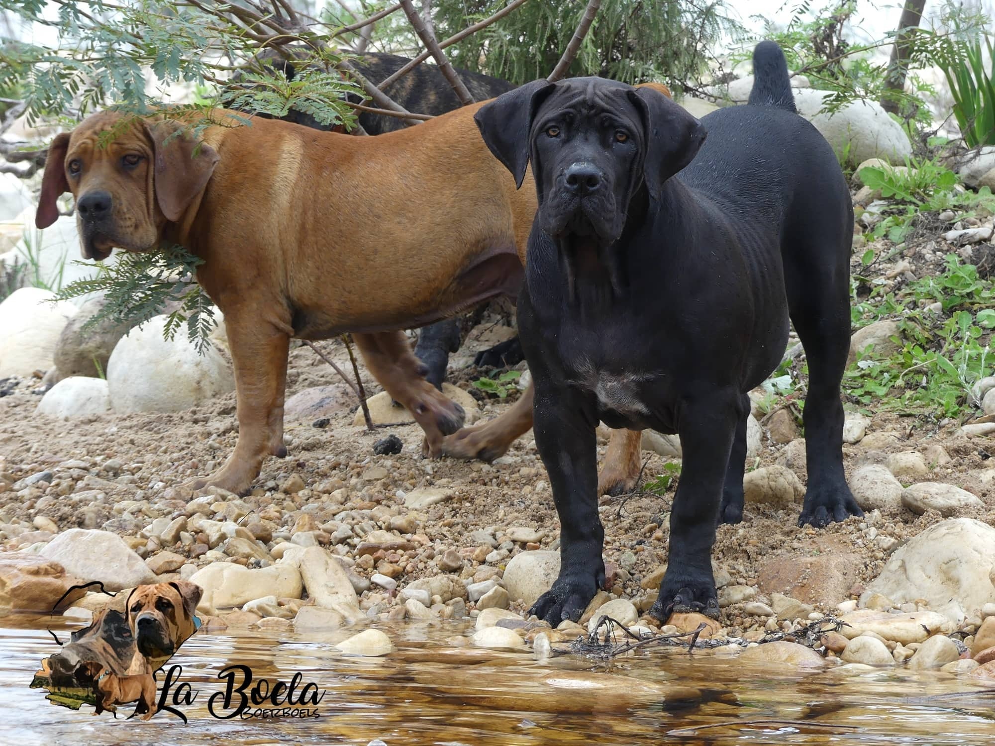 BOERBOEL