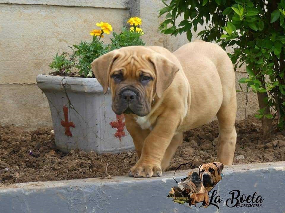 BOERBOEL