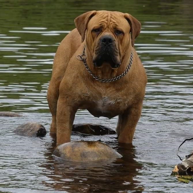BOERBOEL