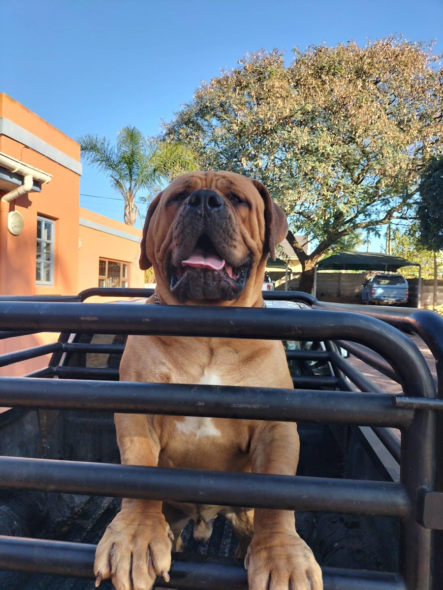 BOERBOEL