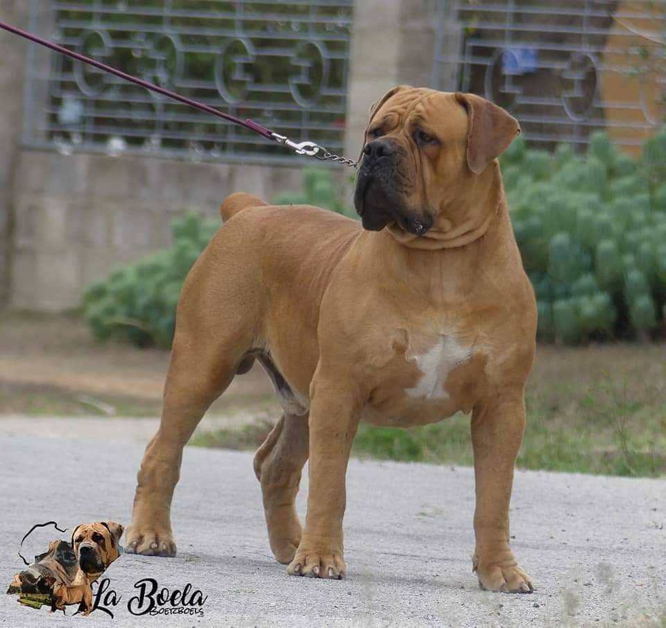 BOERBOEL