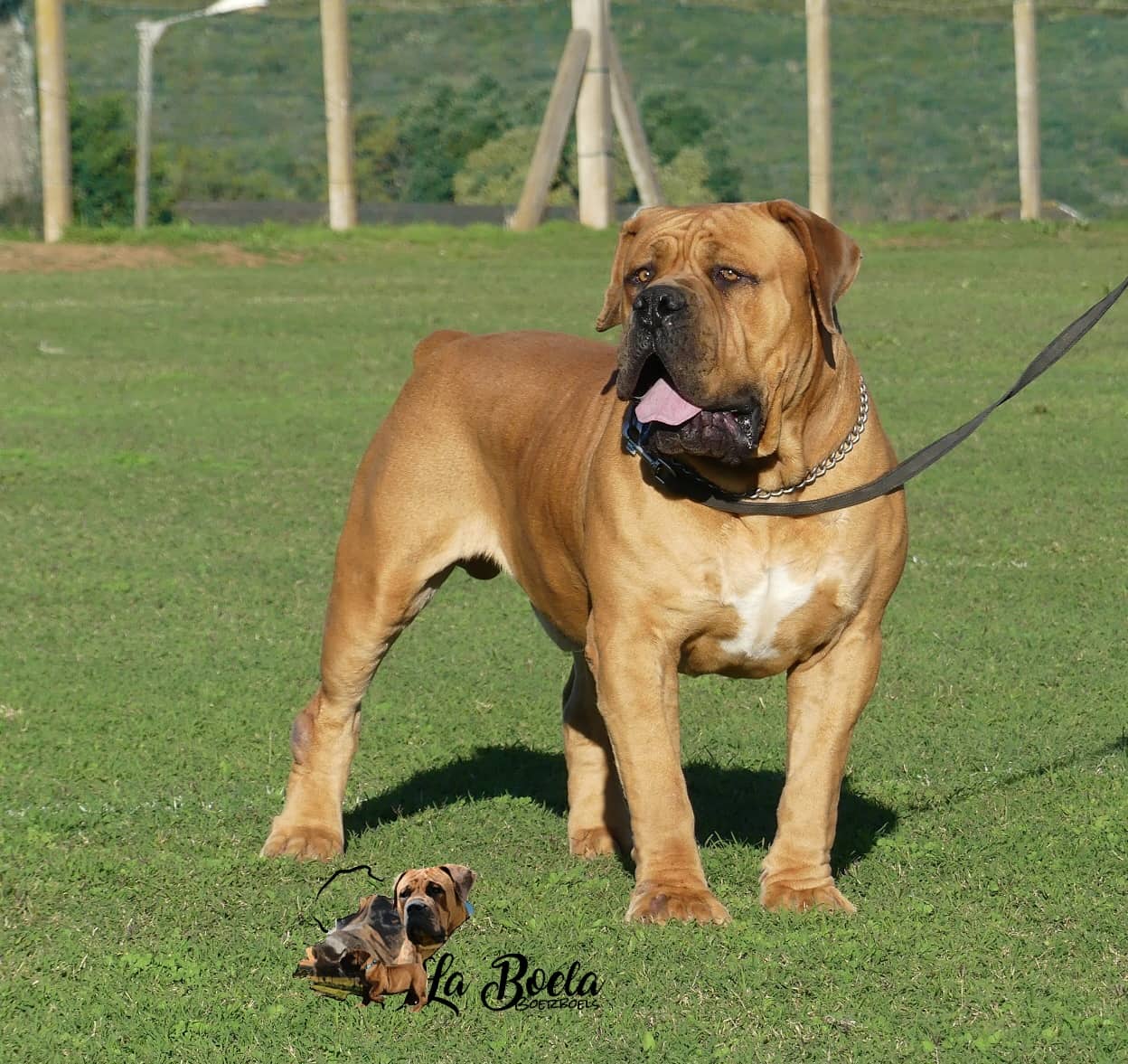 BOERBOEL azaz a Dél-Afrikai Masztiff