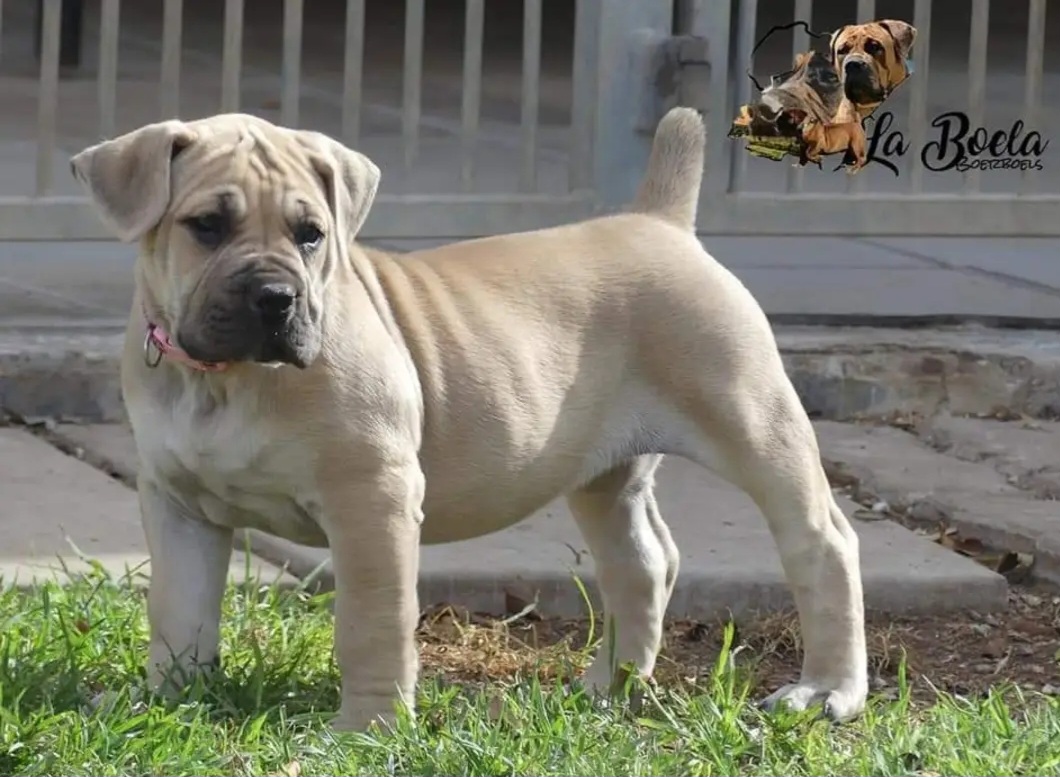 BOERBOEL