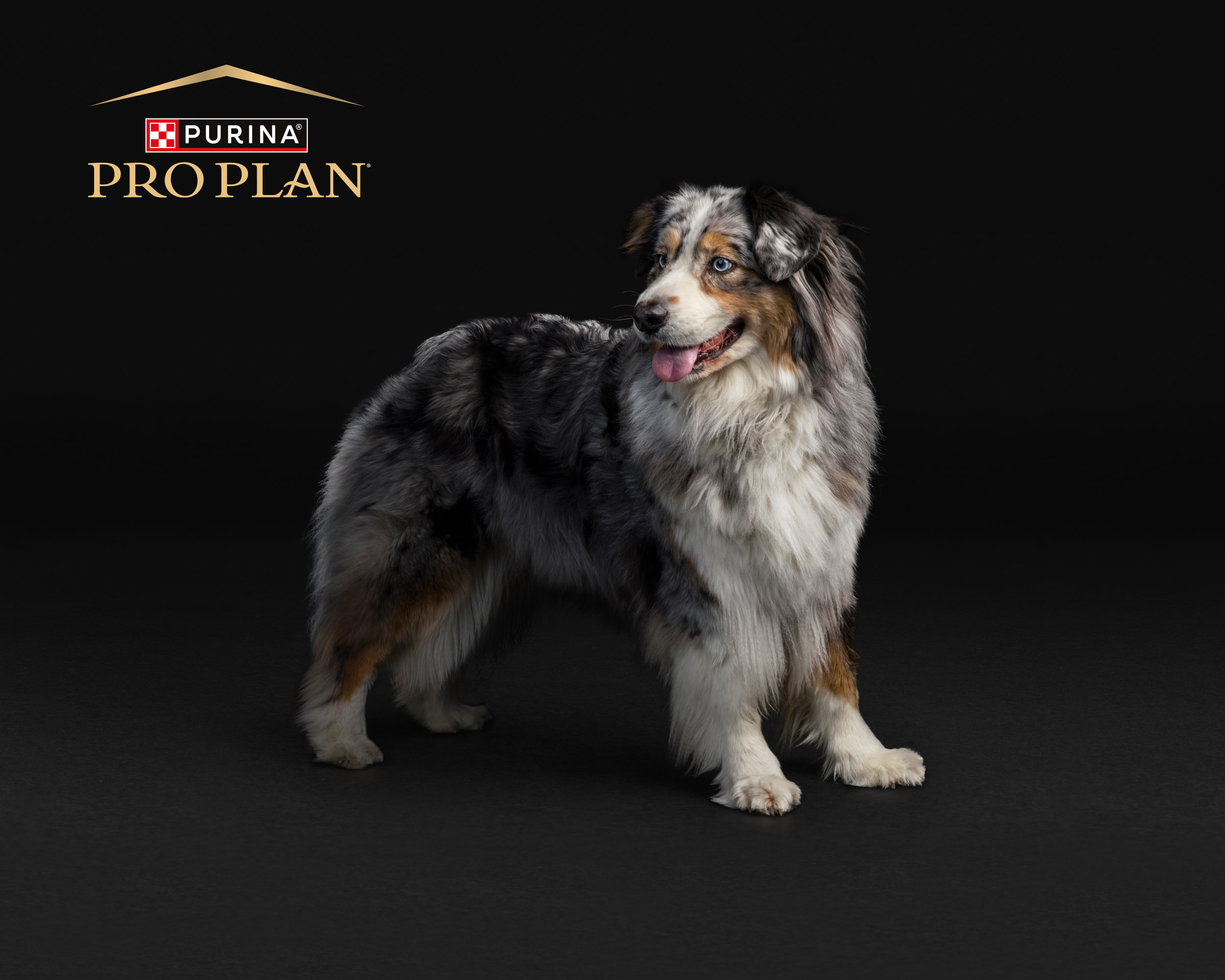 A táplálék intolerancia és allergia diétás támogatása