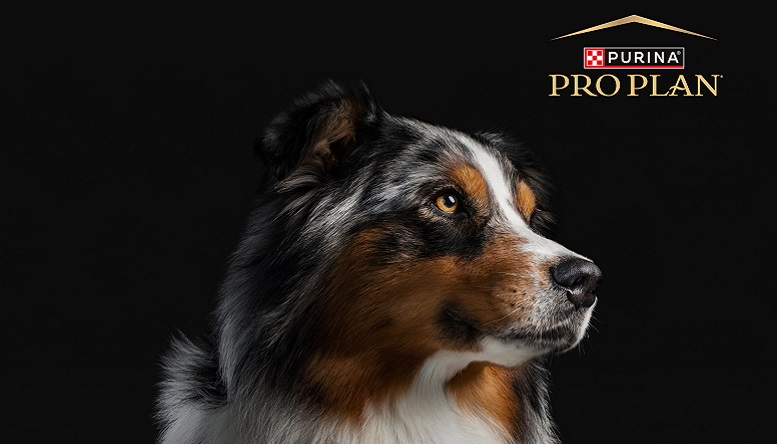 A táplálék intolerancia és allergia diétás támogatása