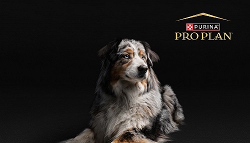 Az idős kutyák táplálása