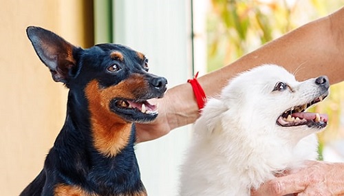 Alapvető táplálkozási tippek elhízás leküzdésére