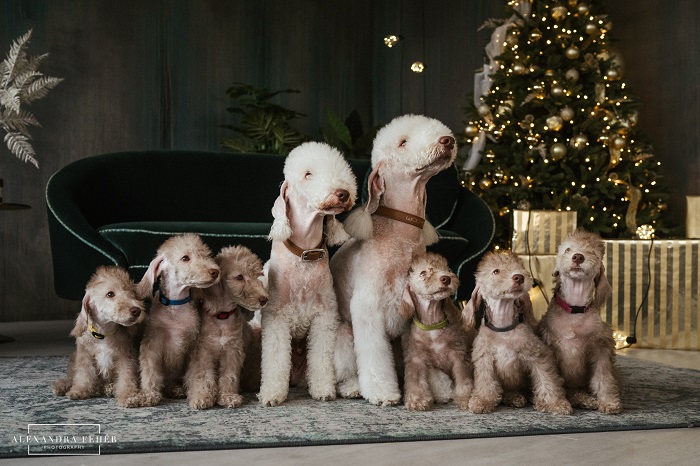 Bedlington Terrier