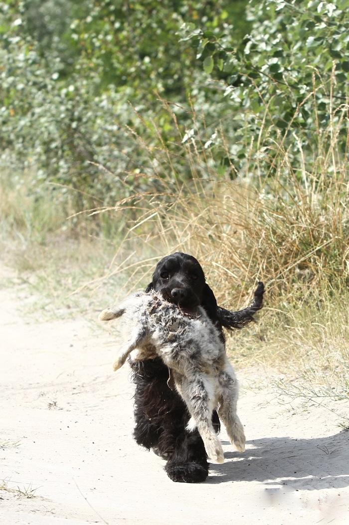 Angol cocker