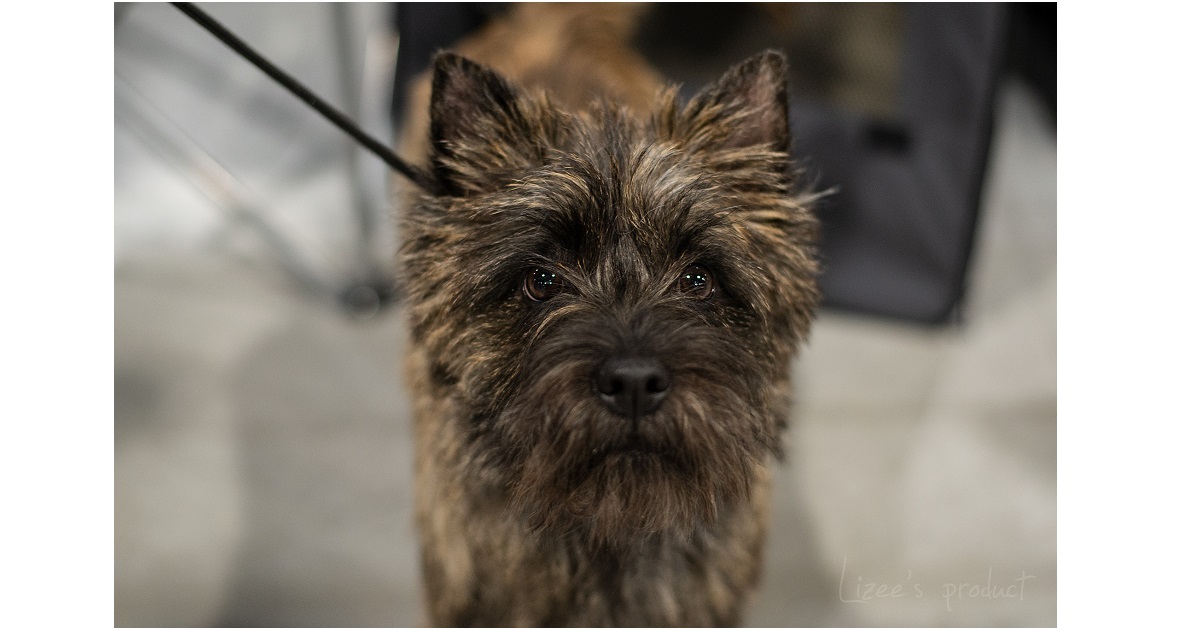Cairn terrier