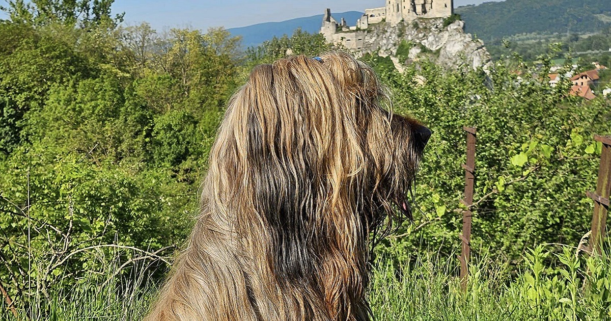 BRIARD